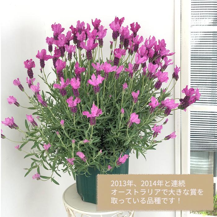 日本花キ流通 フレンチラベンダー 大鉢 プリンセス 6号鉢 登録品種