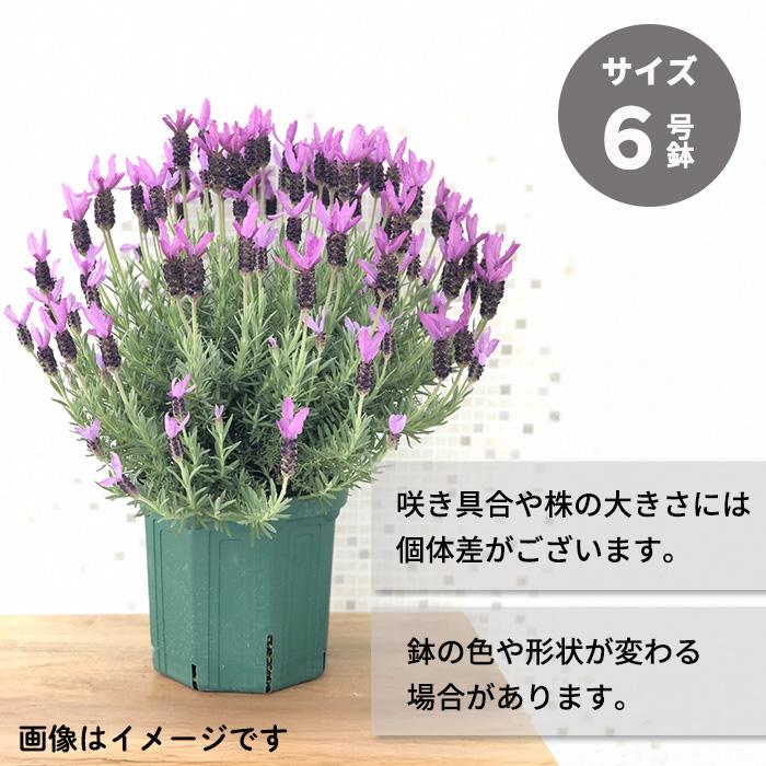 日本花キ流通 フレンチラベンダー 大鉢 バルセロナローズ 6号鉢 送料