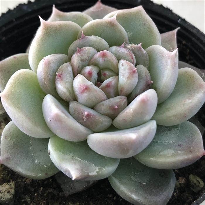 日本花キ流通 多肉植物 hmエケベリア レッドベルベット 多肉植物