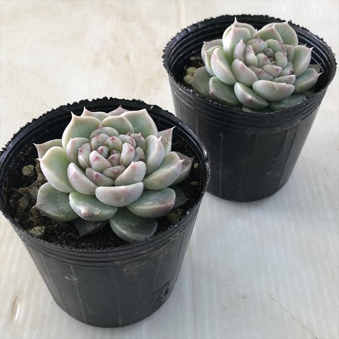 日本花キ流通 多肉植物 hmエケベリア レッドベルベット 多肉植物