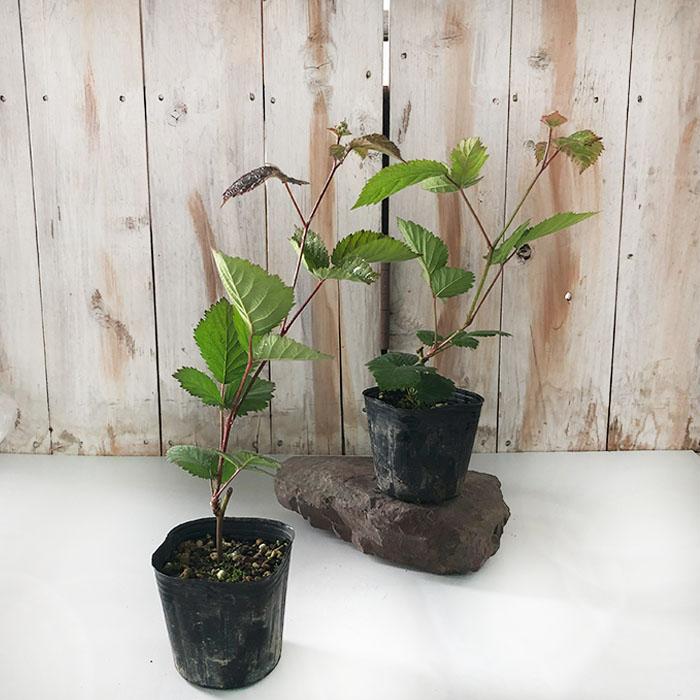 日本花キ流通 トゲなしブラックベリー 苗 トリプルクラウン 9cmポット