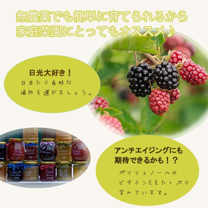 日本花キ流通 トゲなしブラックベリー 苗 トリプルクラウン 9cmポット