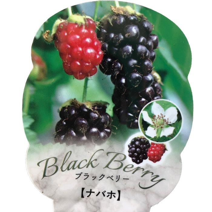 日本花キ流通 予約販売 トゲなしブラックベリー 苗 ナバホ 9cm