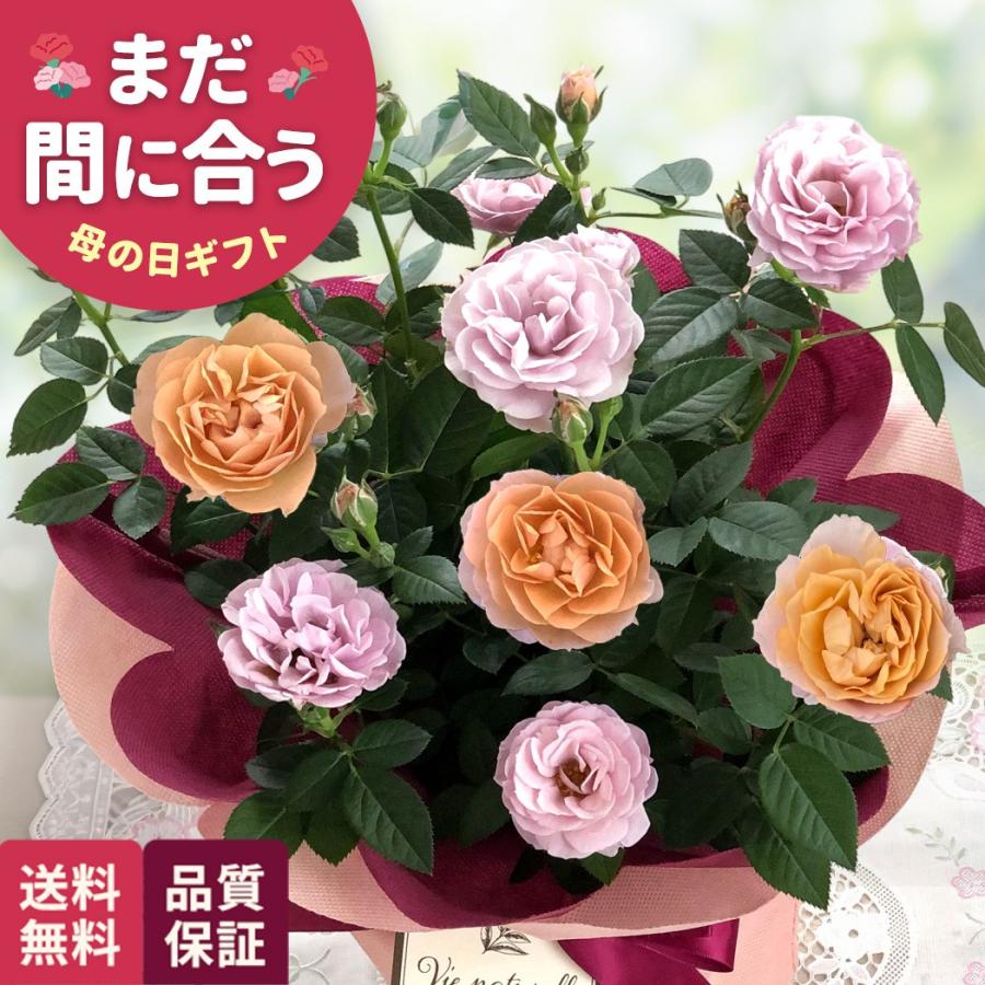 母の日 ギフト 花 ミニバラ ハニーゴールド 5号鉢 送料無料 母の日 プレゼント 鉢植え バラ 日本花キ流通（Yahoo!・フラワーネット日本花キ流通）