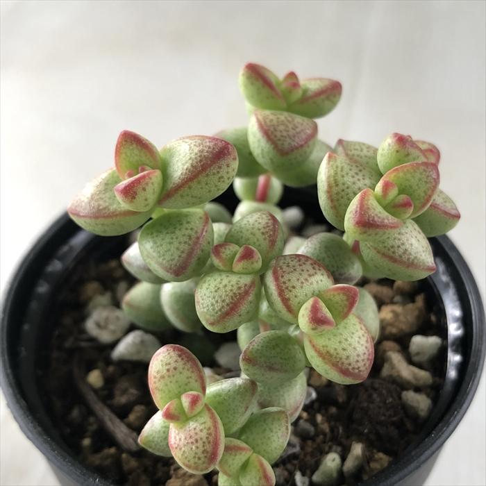 日本花キ流通 多肉植物 hmクラッスラ 姫星 多肉植物 クラッスラ 6cm