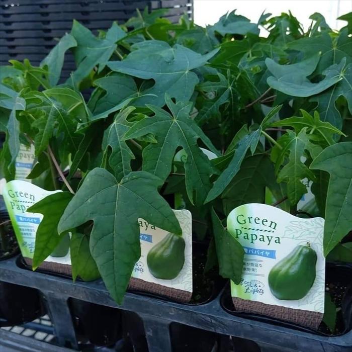 日本花キ流通 予約販売 パパイヤ 苗 青パパイヤ RR アールツー 3.5号