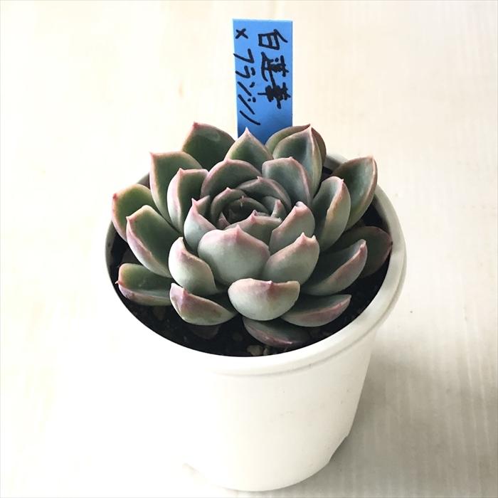 多肉植物 oriエケベリア 白蓮華×フランシノ おらいさん苗 送料無料