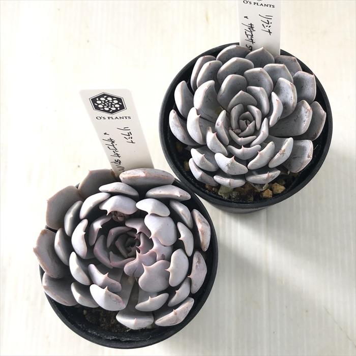 多肉植物 O'sエケベリア リラシナ×ザラゴーサspノバ O's PLANTS オーズ