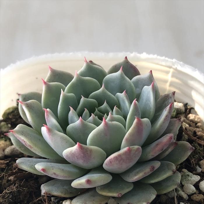 多肉植物　エケベリア　パンダ　⑳ 農園直売 多肉植物 寄せ植え エケベリア属 Echeveria パンダフェス（群