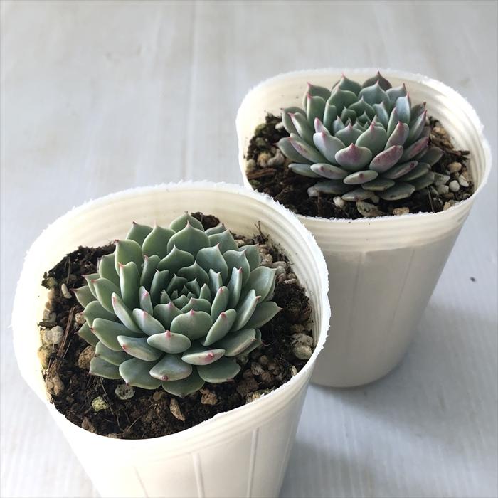 多肉植物　エケベリア　パンダ　⑳ 農園直売 多肉植物 寄せ植え エケベリア属 Echeveria パンダフェス（群