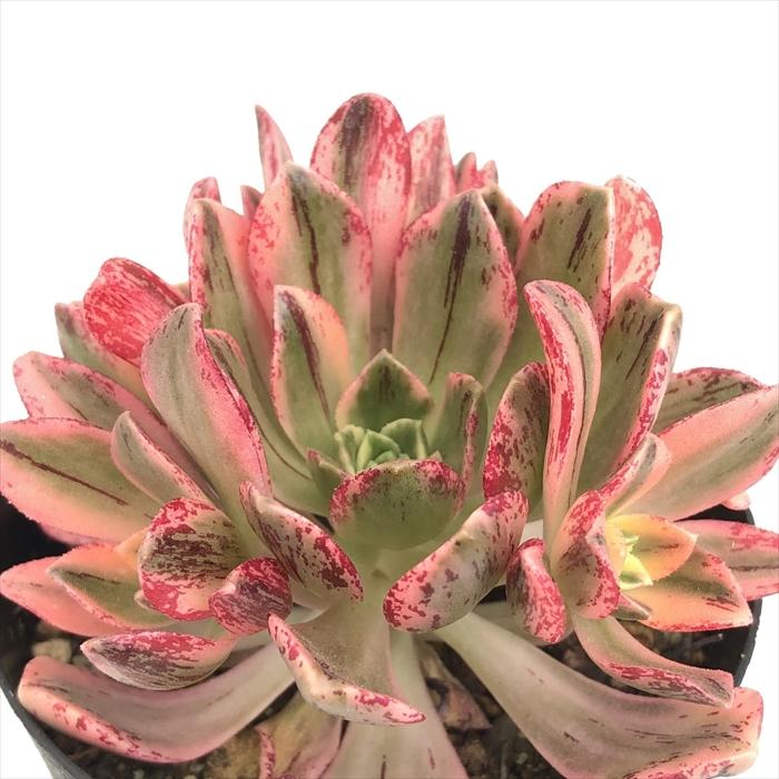 日本花キ流通 多肉植物 caアエオニウム グリーンティー 多肉植物