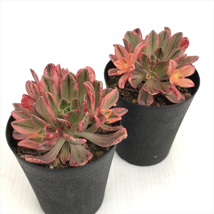 日本花キ流通 多肉植物 caアエオニウム グリーンティー 多肉植物