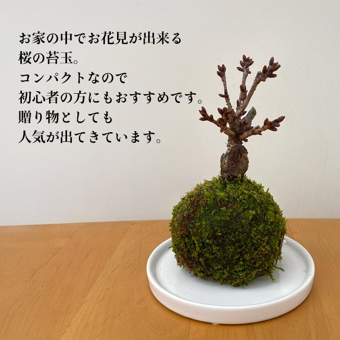 日本花キ流通 予約販売 桜の苔玉 盆栽 桜 さくら サクラ 旭山桜 受皿付
