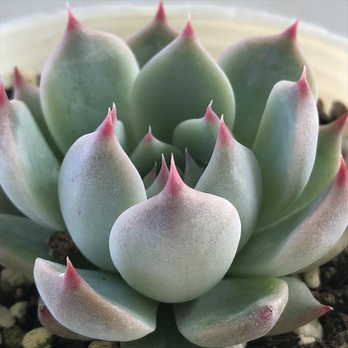 日本花キ流通 多肉植物 nbエケベリア 桃太郎 多肉植物 エケベリア 7.5