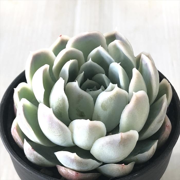 日本花キ流通 多肉植物 hmエケベリア ピンクエンジェル エケベリア 6cm 