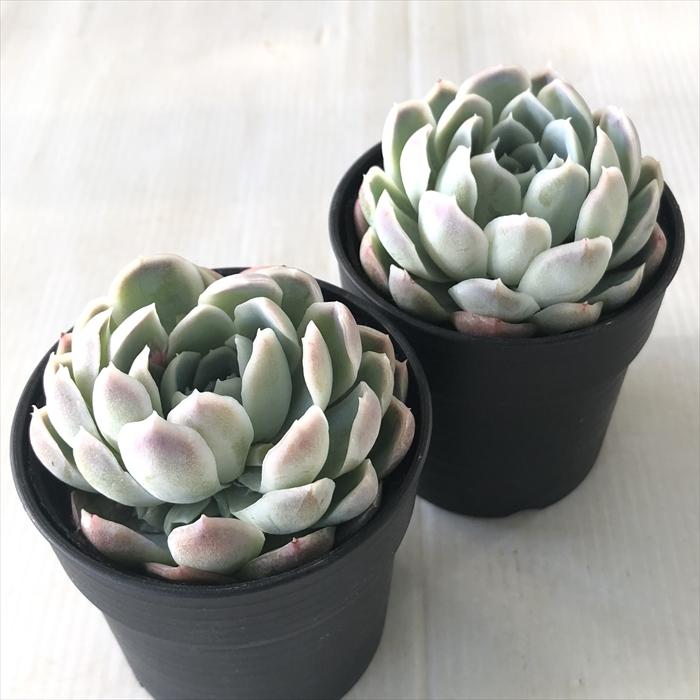 日本花キ流通 多肉植物 hmエケベリア ピンクエンジェル エケベリア 6cm 