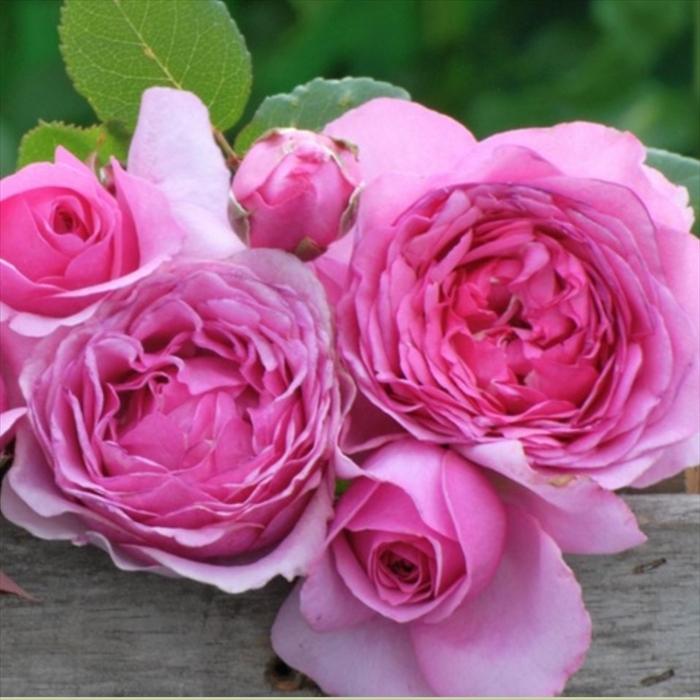 薔薇苗　薔薇　バラ苗　15ポットセット価格 日本花キ流通 バラ大苗 ミスターダーシー 送料無料 バラ 薔薇 ばら