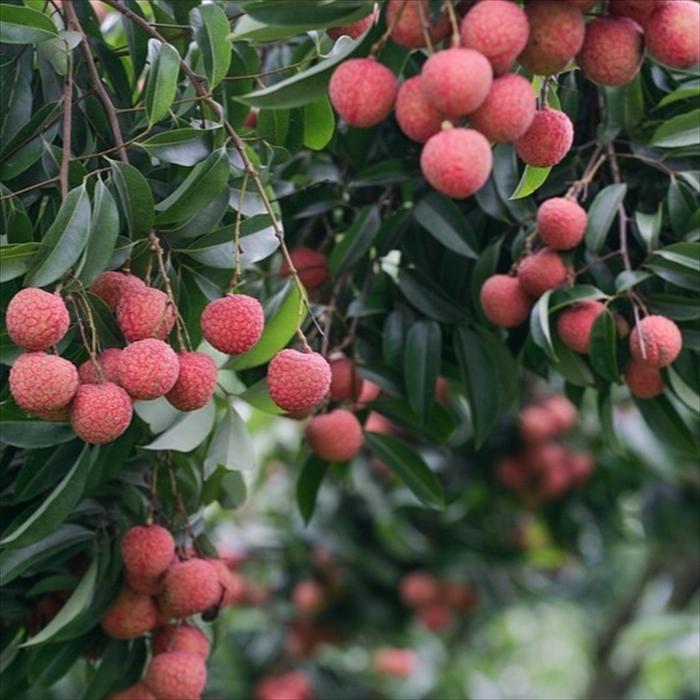 ライチ苗木(ホンヘイレイシ) 日本花キ流通 ライチ 苗 ホンフェイ 6号鉢 送料無料 ライチー