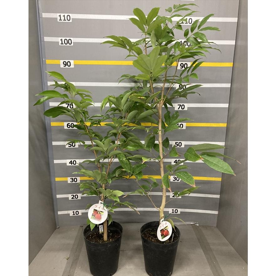 日本花キ流通 ライチ 苗 ホンフェイ 6号鉢 送料無料 ライチー