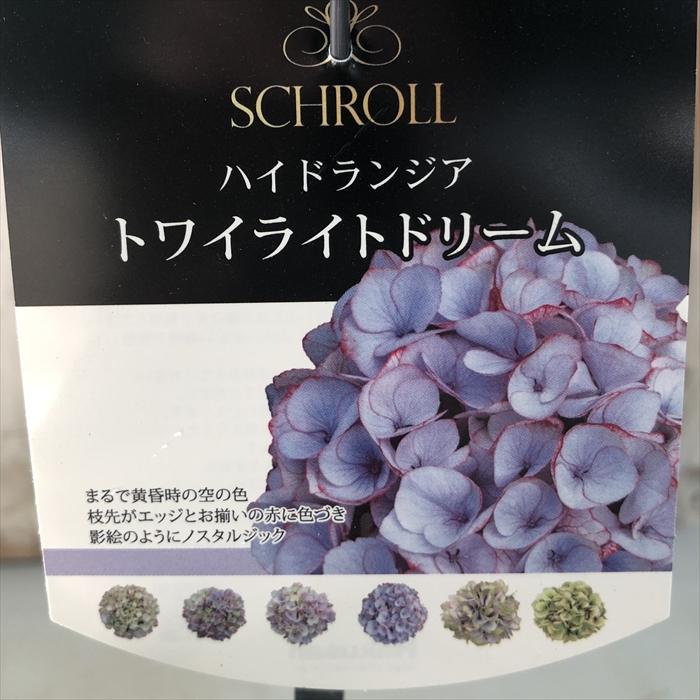 輸入アジサイ 苗 5種セット！① 日本花キ流通 アジサイ トワイライトドリーム 10.5cm