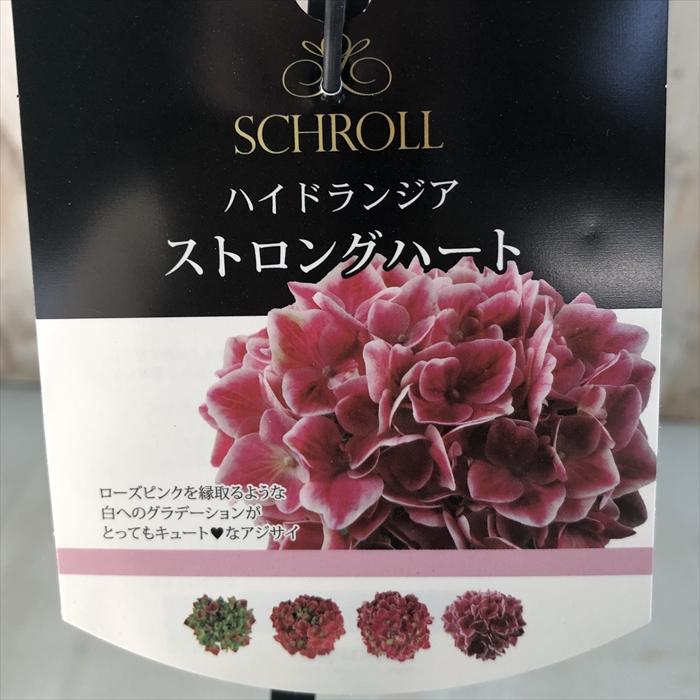 日本花キ流通 アジサイ ストロングハート 10.5cm ハイドランジア 苗
