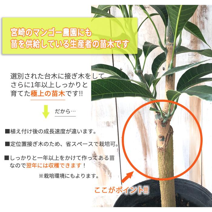 日本花キ流通 マンゴー 苗 キーツ 6号鉢 送料無料 アップルマンゴー 