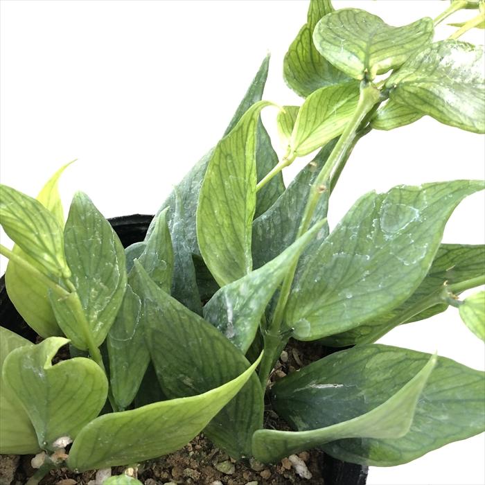 日本花キ流通 観葉植物 ホヤ ポリノーラ 10.5cmポット フィッシュ