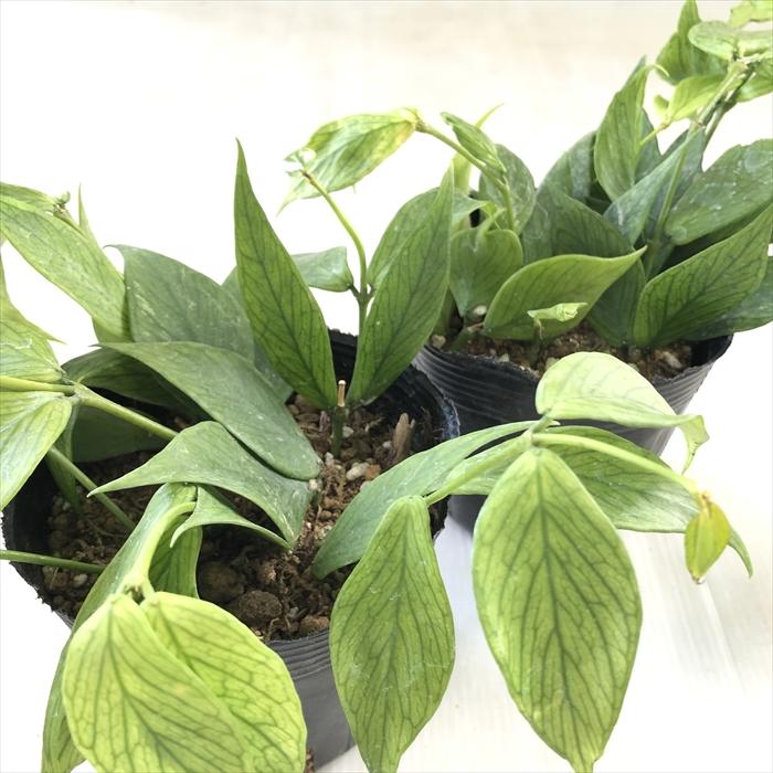 日本花キ流通 観葉植物 ホヤ ポリノーラ 10.5cmポット フィッシュ