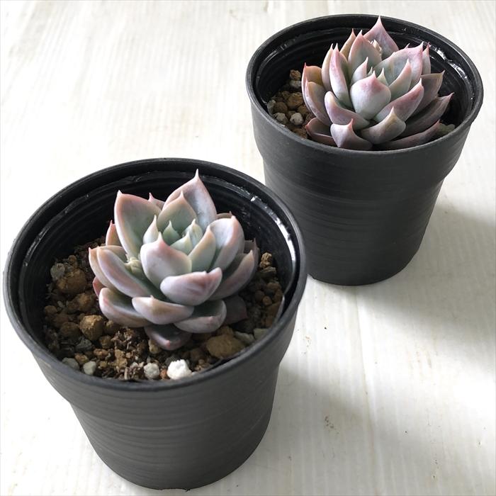 日本花キ流通 多肉植物 hmエケベリア ゴーストシスター