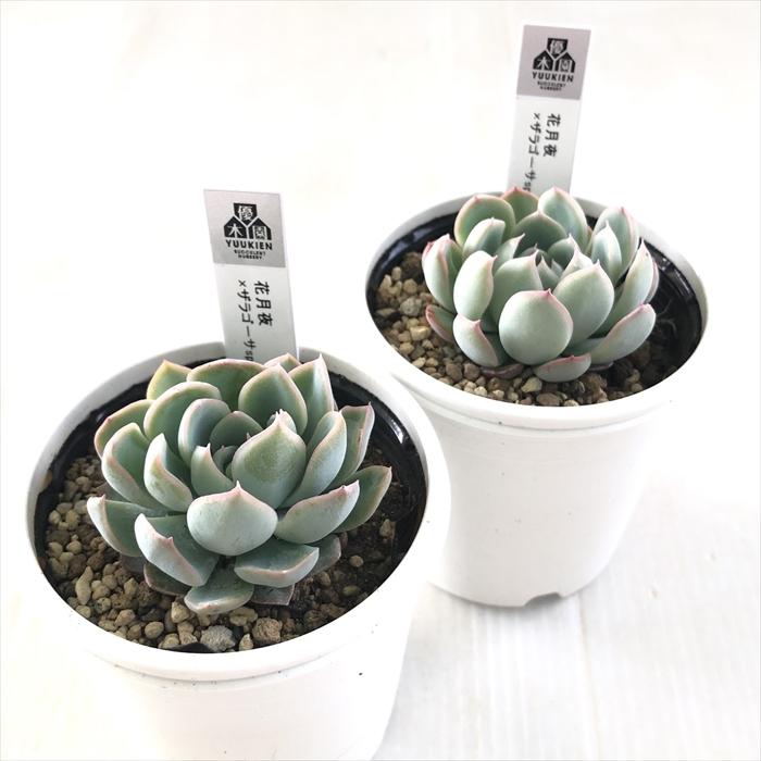多肉植物 yukエケベリア 花月夜×ザラゴーサspノバ 優木園さんの 多肉植物 yukエケベリア 花月夜×ザラゴーサspノバ 優木園さんの