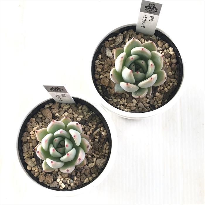 多肉植物 yukエケベリア 剣山×ラウリンゼ 優木園さんの苗 送料無料