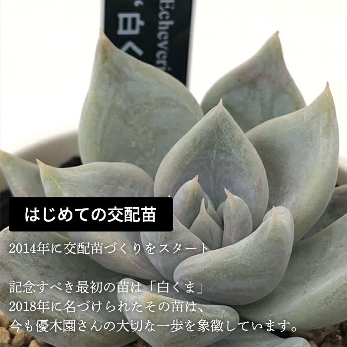 多肉植物 yukエケベリア 剣山×ラウリンゼ 優木園さんの苗 送料無料