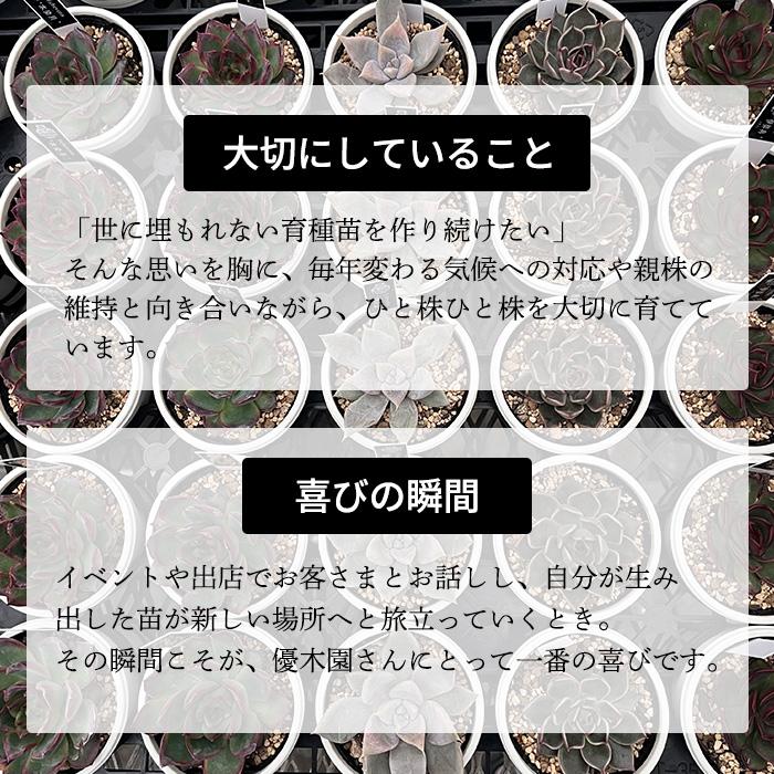 多肉植物 yukエケベリア 剣山×ラウリンゼ 優木園さんの苗 送料無料