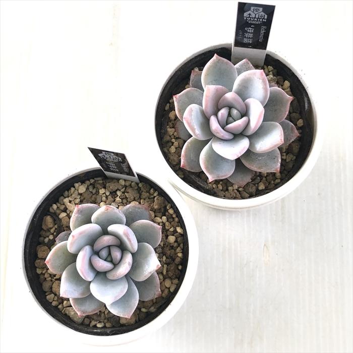 多肉植物 yukエケベリア 伊弉諾 優木園さんの苗 命名株 送料無料