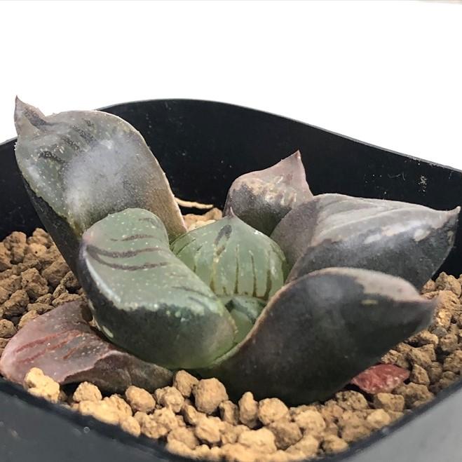 多肉植物 niハオルチア 本間裏窓（美裏窓ムチカ交配種）×裏般若