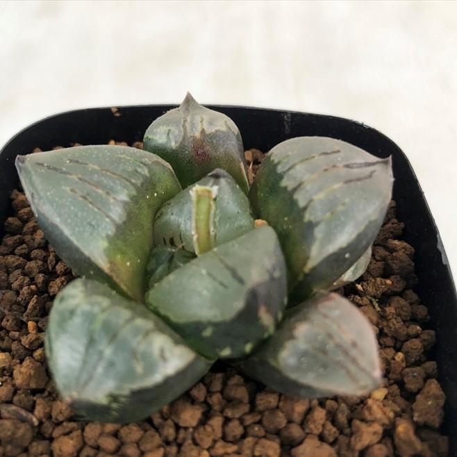 多肉植物 niハオルチア 本間般若（KA2） 本間裏窓（美裏窓ムチカ交配種