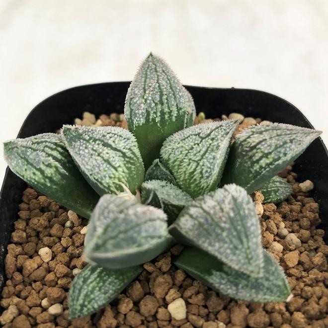 多肉植物 niハオルチア 堀川舞姫 堀川ピグマエア HPG1×舞姫（白銀 