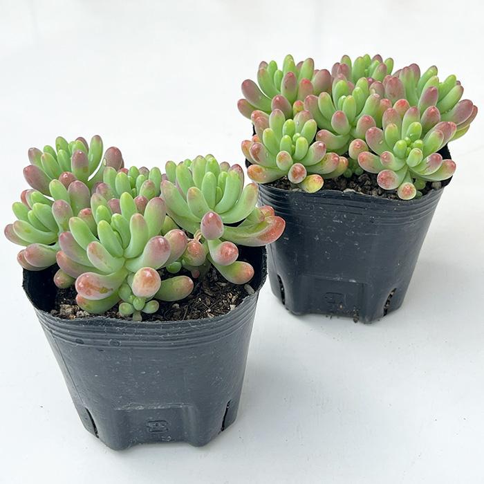 日本花キ流通 多肉植物 seセダム 乙女心 多肉植物 セダム 9cmポット