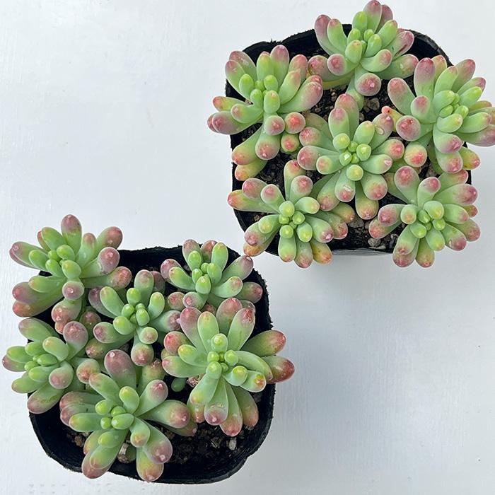 日本花キ流通 多肉植物 seセダム 乙女心 多肉植物 セダム 9cmポット