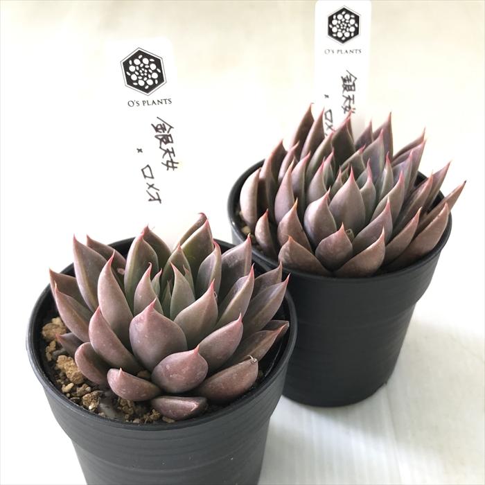 多肉植物 O'sグラプトベリア 銀天女×ロメオ O's PLANTS オーズ 多肉植物 O'sグラプトベリア 銀天女×ロメオ O's PLANTS オーズ