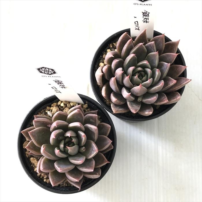 多肉植物 O'sグラプトベリア 銀天女×ロメオ O's PLANTS オーズプランツ