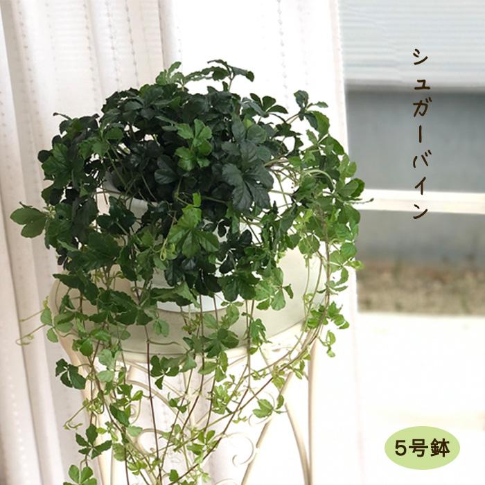 日本花キ流通 観葉植物 パーセノシッサス シュガーバイン 5号 吊り鉢