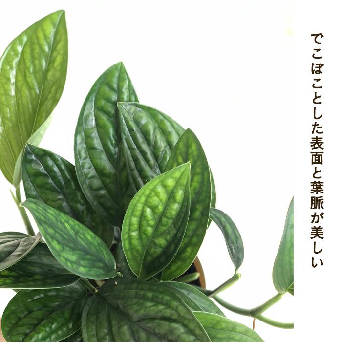 タワー仕立ての希少なモンステラ・ジェイドシャルトコック８号鉢 楽天市場】モンステラ ジェイドシャトルコック 5号鉢 【送料無料