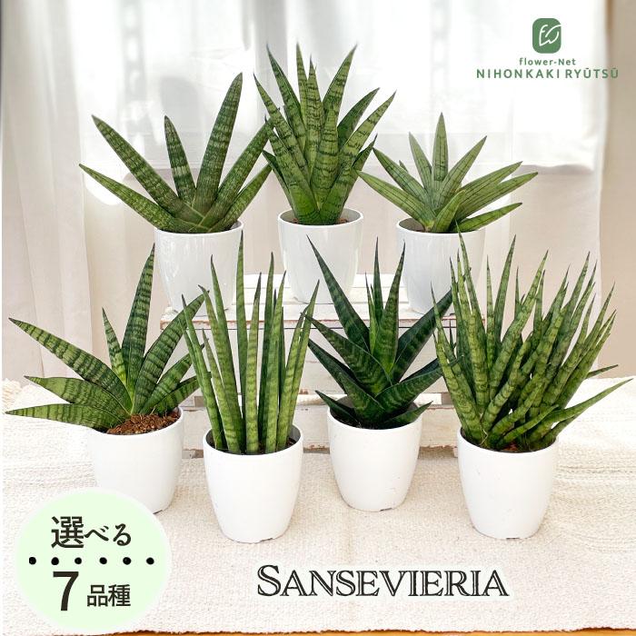 観葉植物 cot  選べる サンスベリア 7品種 3.5号鉢 サンセベリア 観葉植物 小型 小さい 室内 贈り物 プレゼント インテリア おしゃれ（Yahoo!・フラワーネット日本花キ流通）