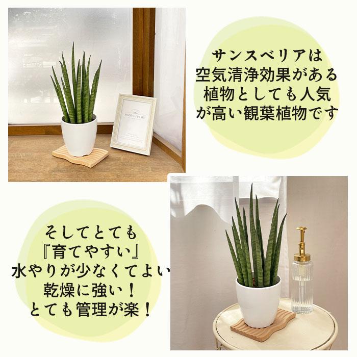 日本花キ流通 観葉植物 cot 選べる サンスベリア 9品種 3.5号鉢