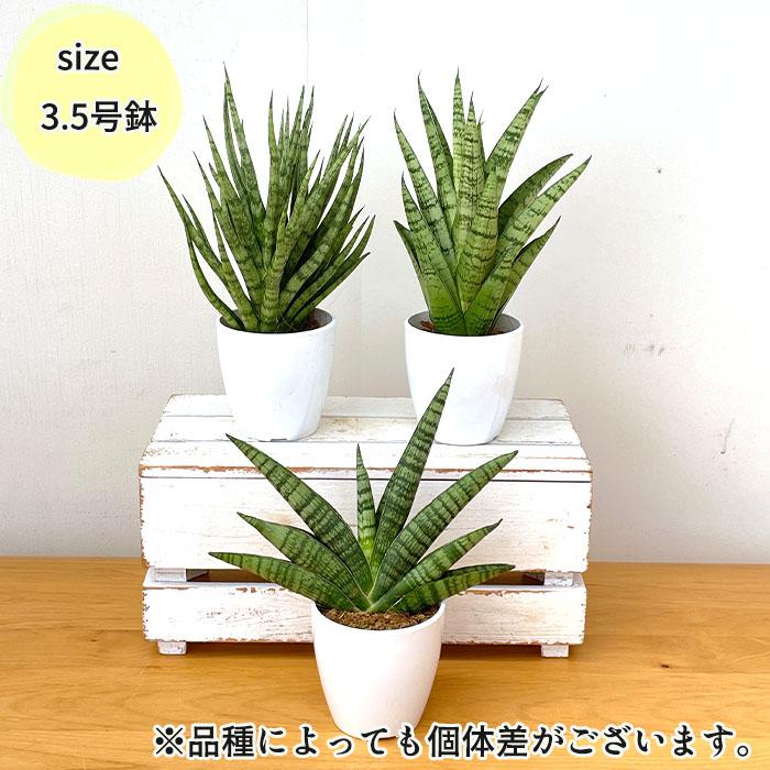 日本花キ流通 観葉植物 cot 選べる サンスベリア 9品種 3.5号鉢