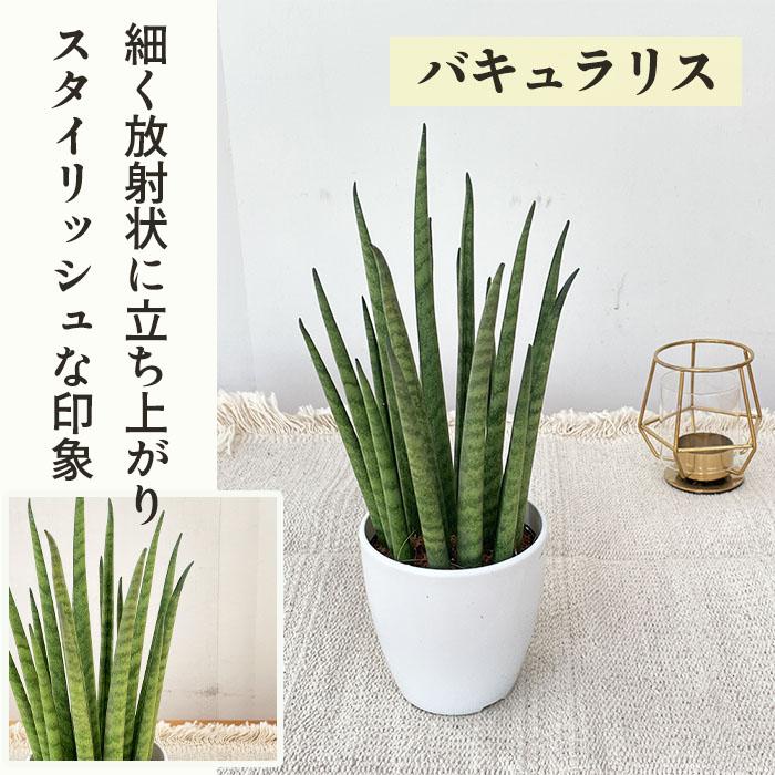 日本花キ流通 観葉植物 cot 選べる サンスベリア 7品種 3.5号鉢