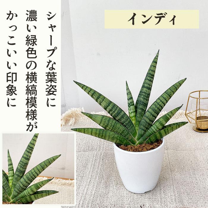 日本花キ流通 観葉植物 cot 選べる サンスベリア 7品種 3.5号鉢