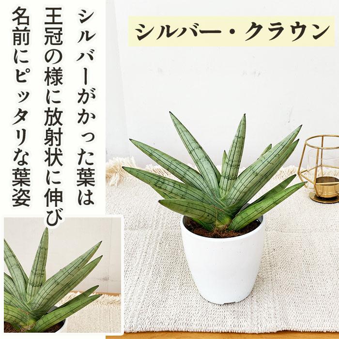 日本花キ流通 観葉植物 cot 選べる サンスベリア 9品種 3.5号鉢