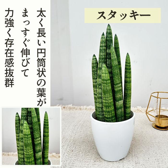 日本花キ流通 観葉植物 cot 選べる サンスベリア 9品種 3.5号鉢